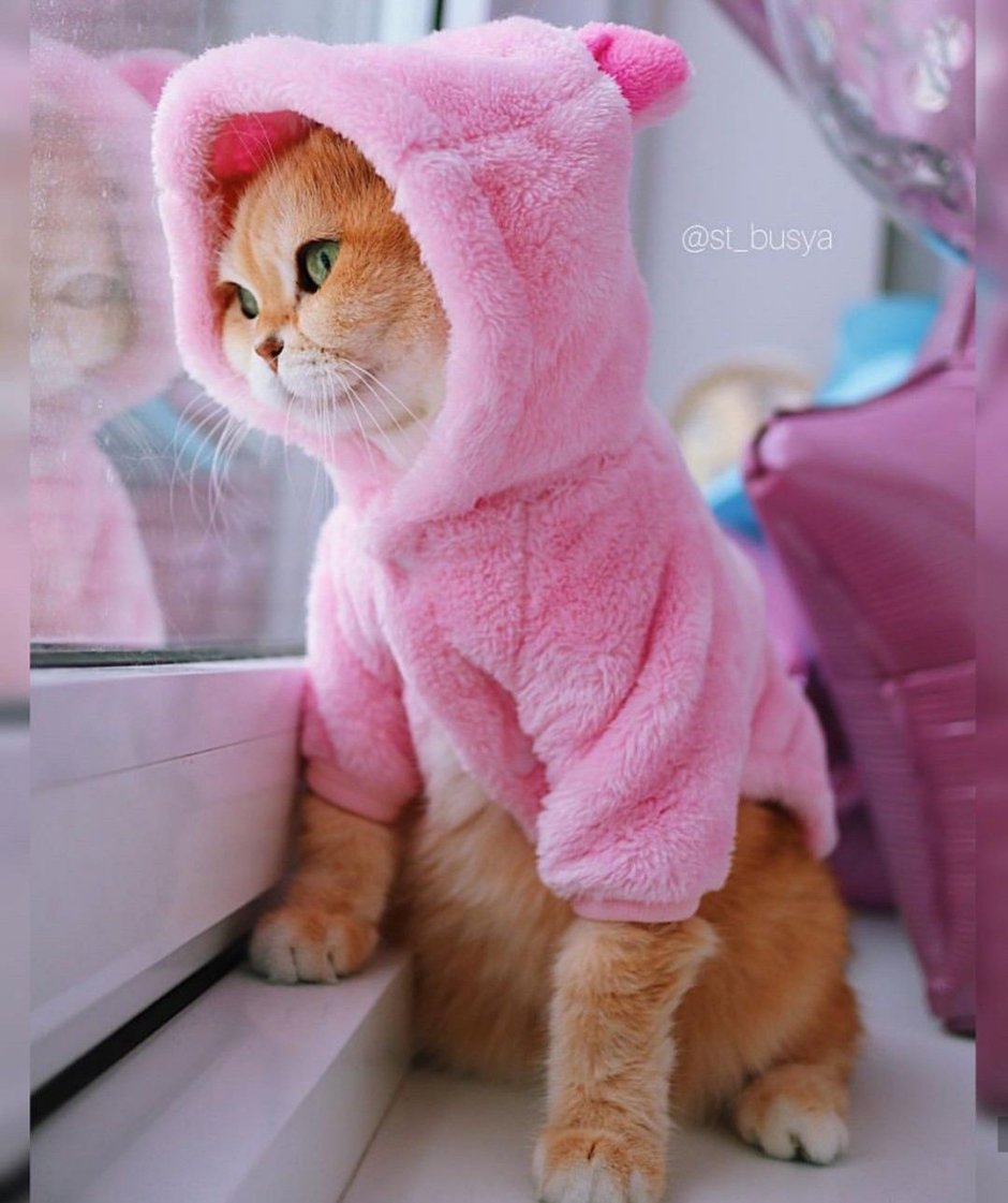 Розовая кошка