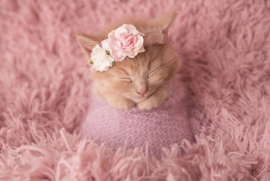 Миленькие котята