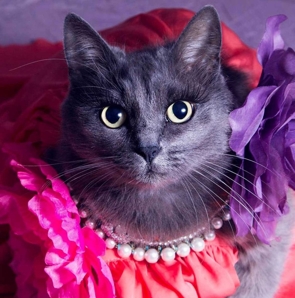 Нарядная кошка