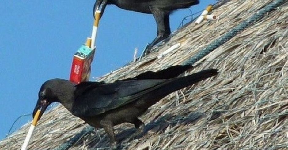 Ворон Кузгун турецкий