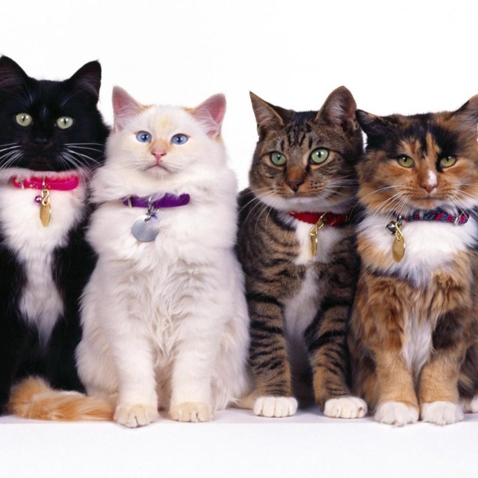 Четыре кота