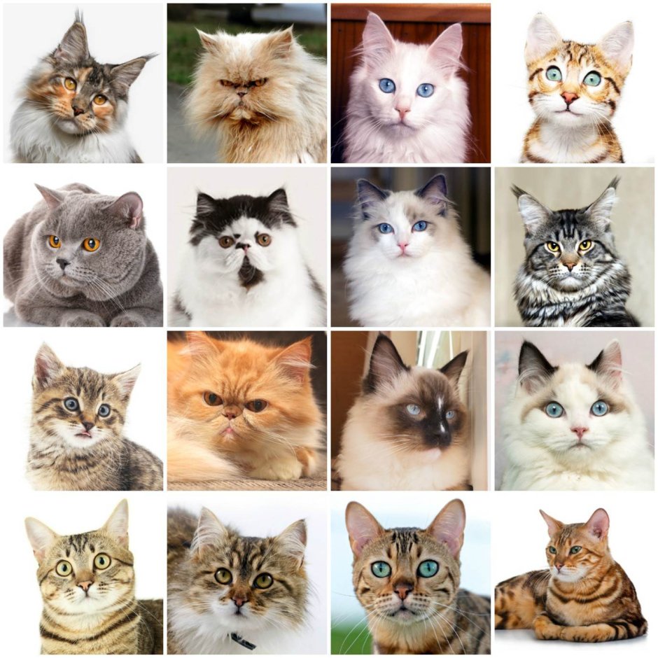Разнообразие кошек