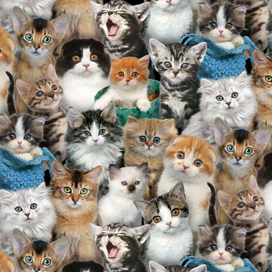 Много котят картинки