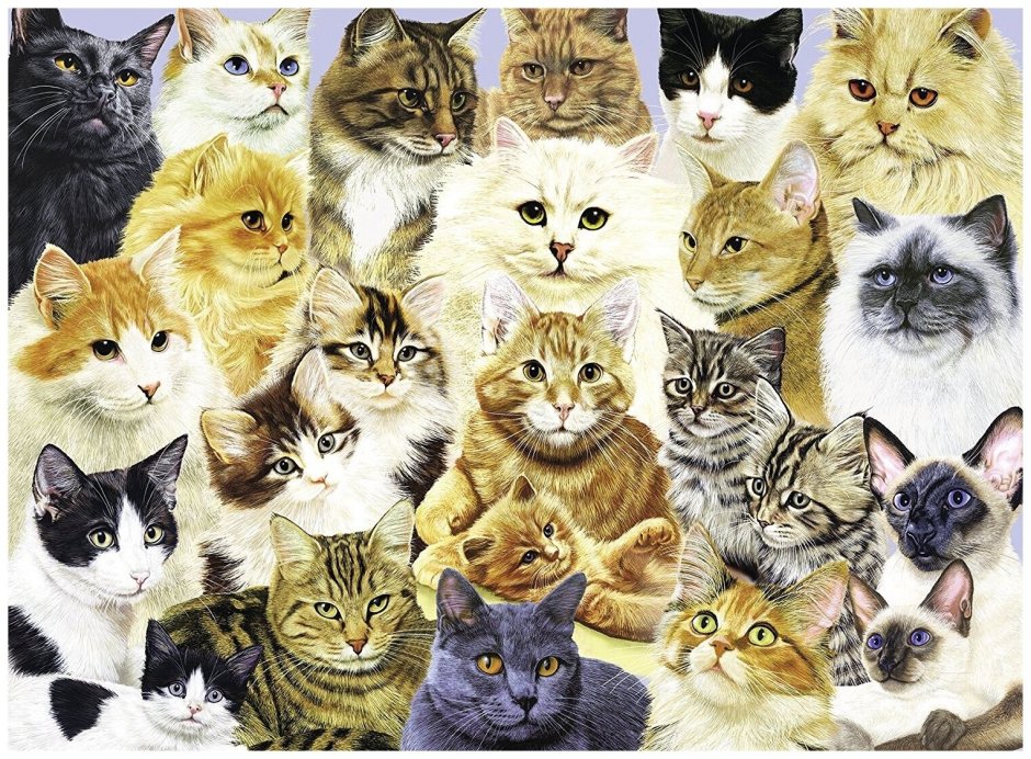 Коллаж кошки
