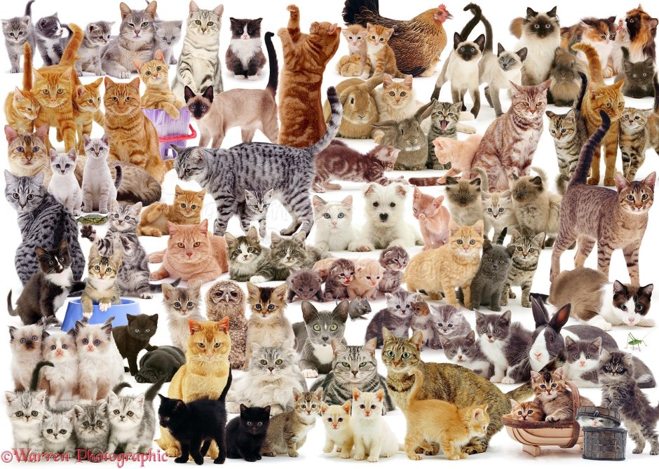 Коллаж кошки