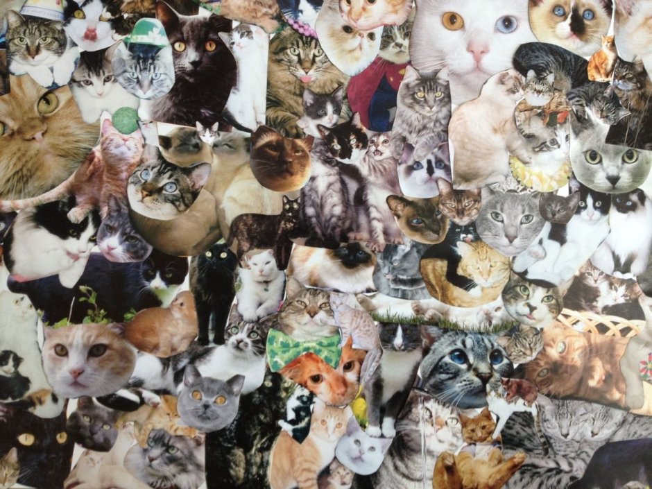Котики коллаж