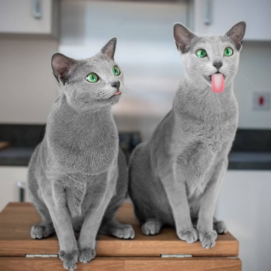 Сибирский голубая кошка короткошерстная