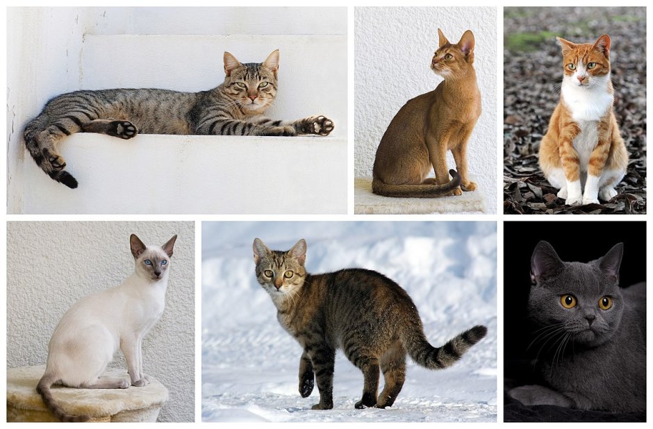 Окрасы домашних кошек