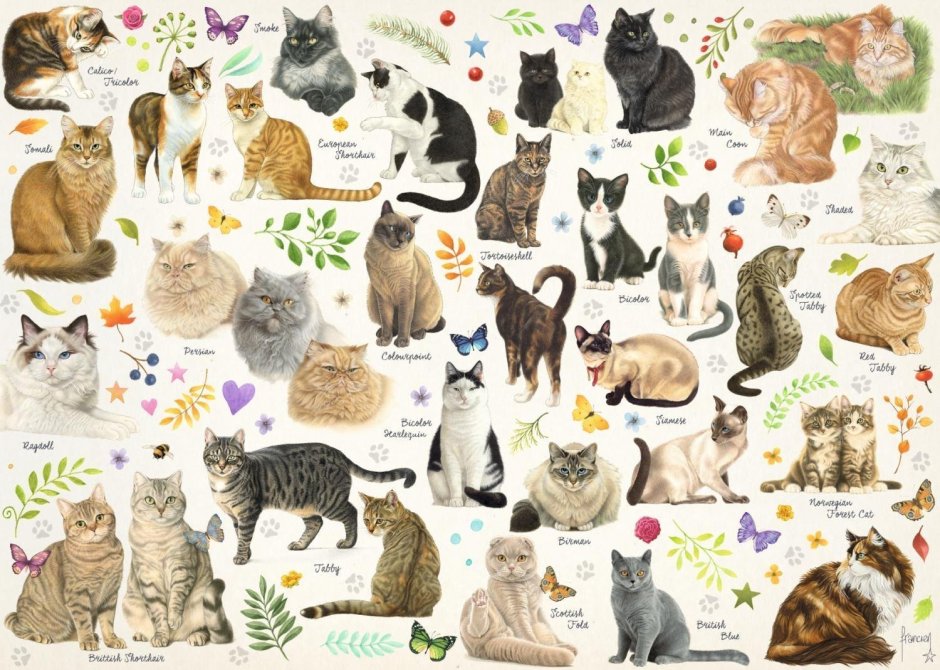 Коллаж кошки