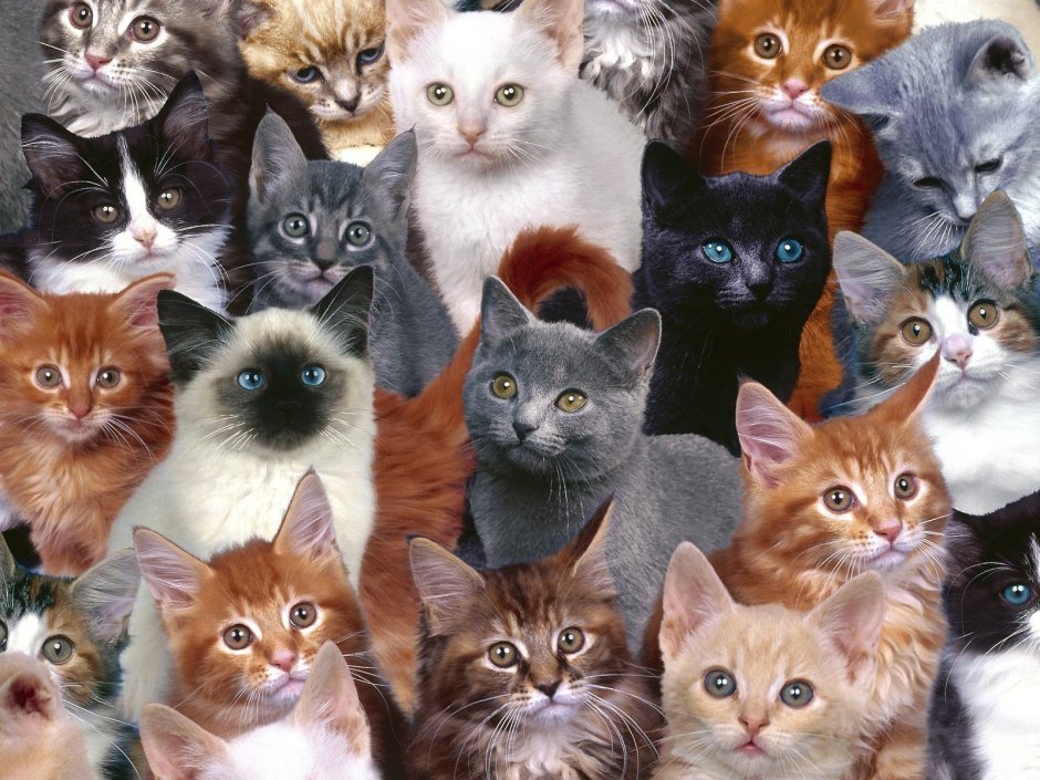 Много котов