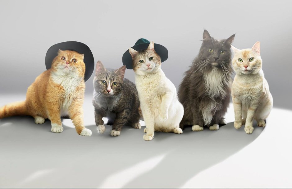 Пять котят