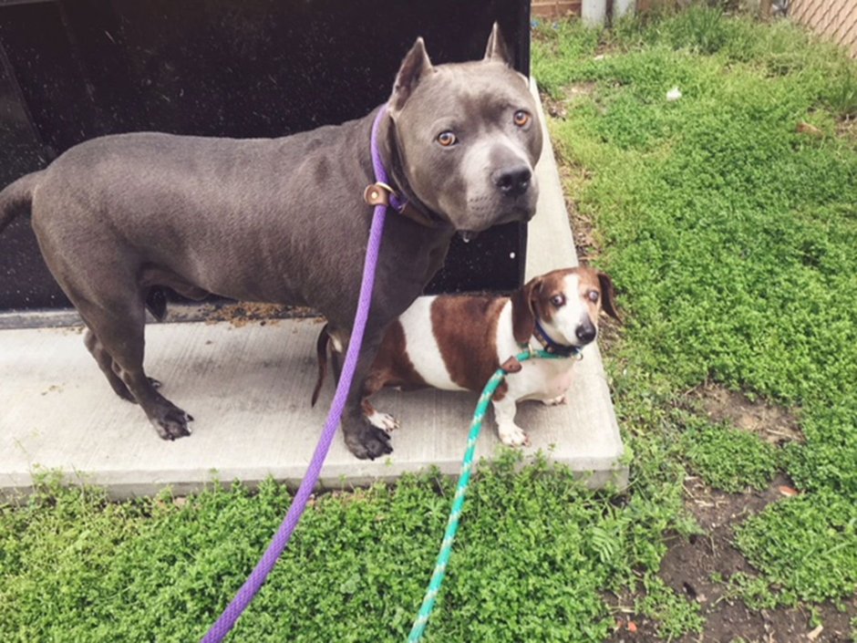 Dachshund and Pitbull