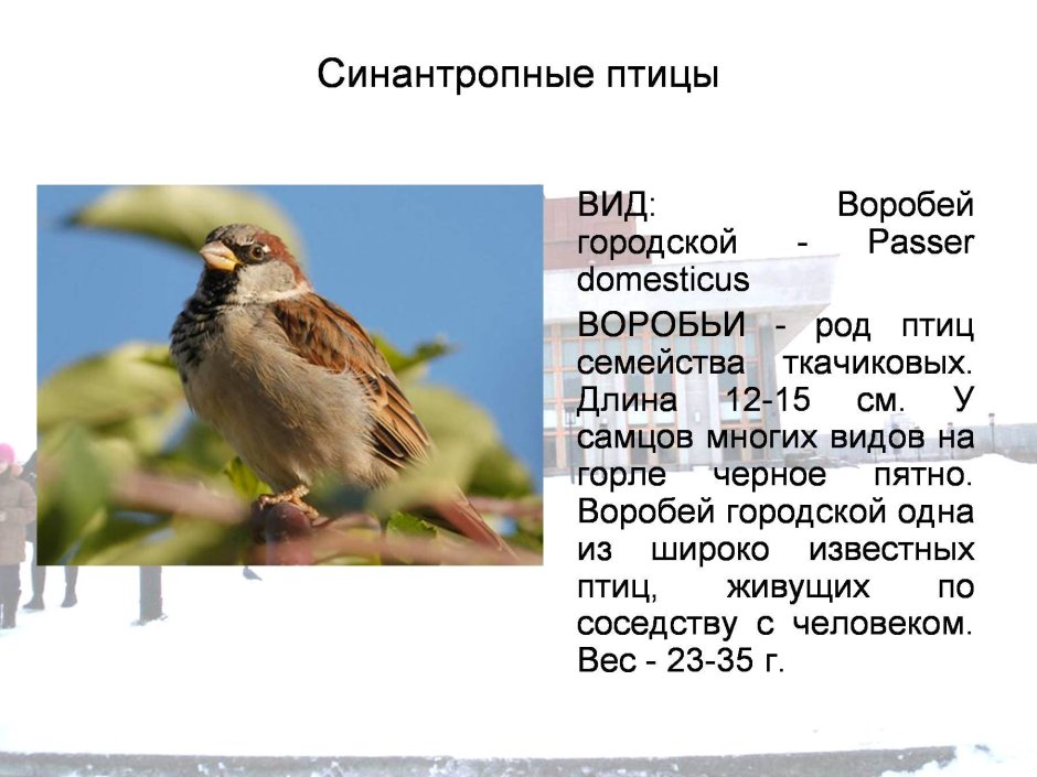 Синантропных птиц семейства