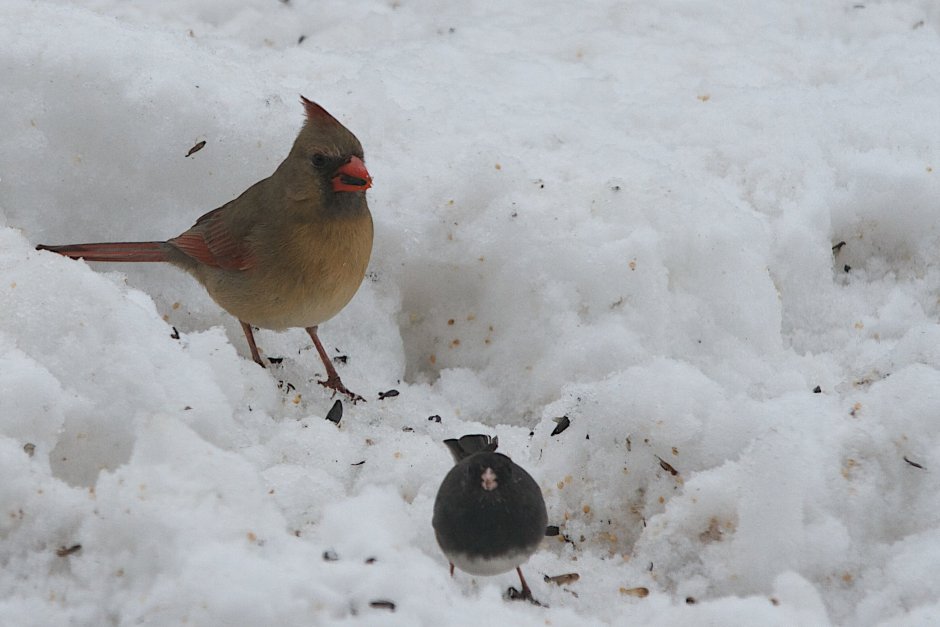 Синантропные птицы зимой