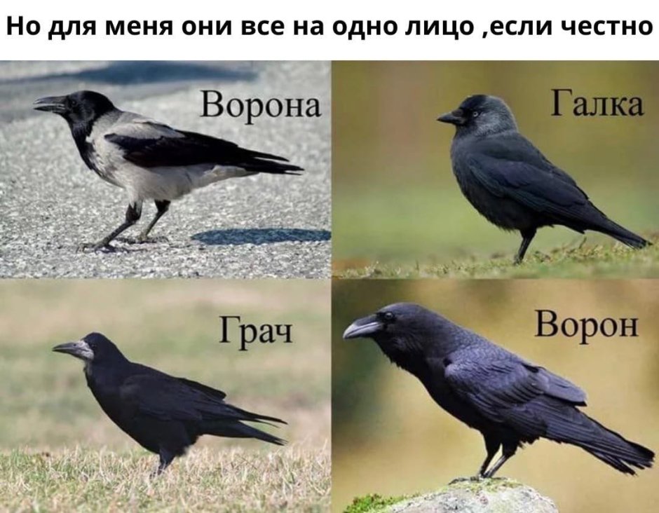Ворон ворона Грач Галка отличия