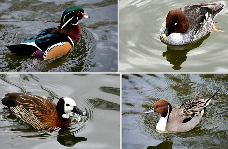 Водоплавающие перелетные птицы