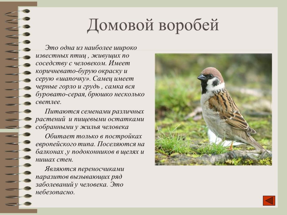 Домовой Воробей описание