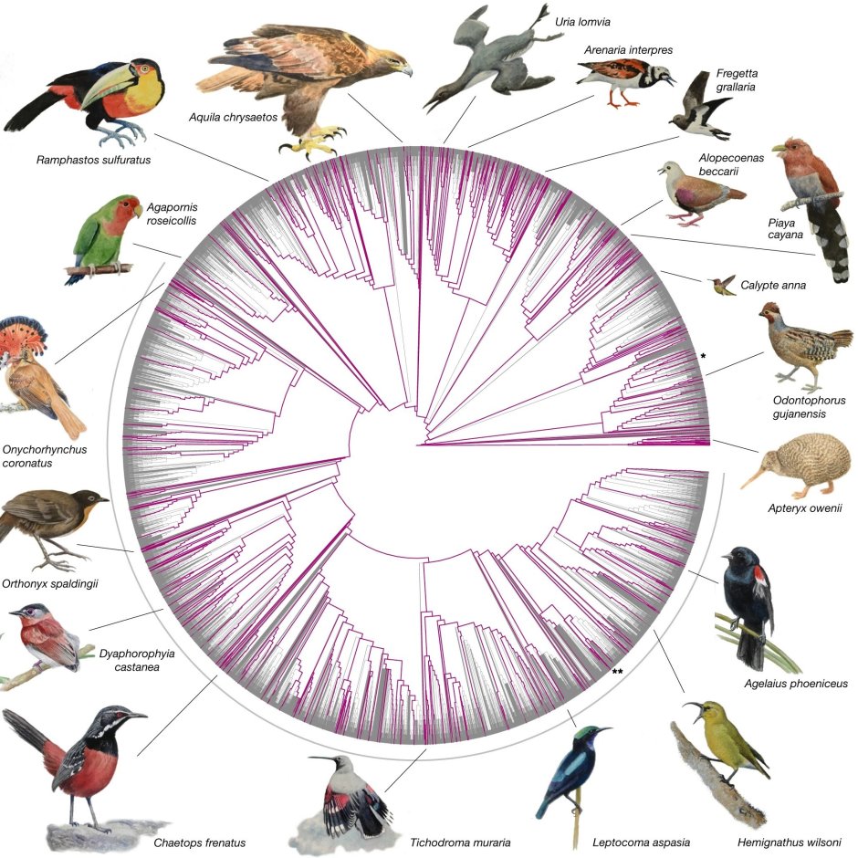 Видовое разнообразие птиц