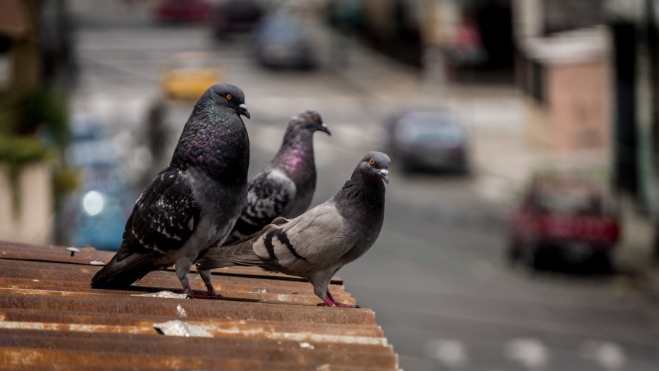 Голубь городские птицы