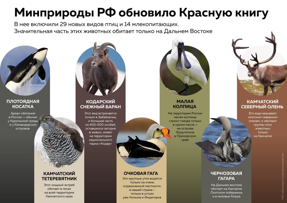 Перелетные птицы России