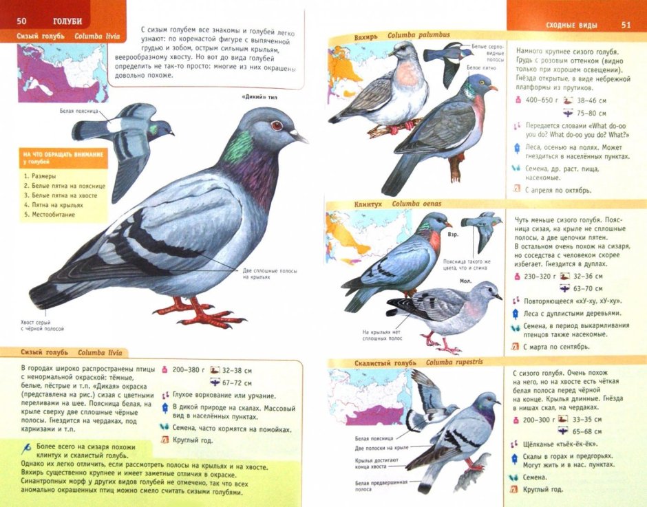 Птицы России. Определитель Мосалов а., Волцит п.