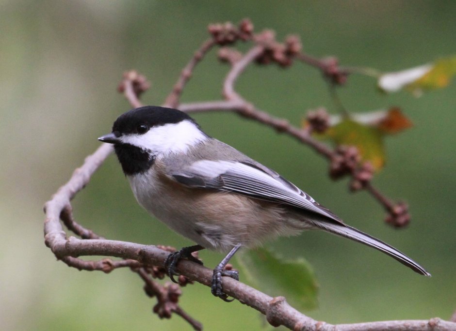 Воробьинообразные Барвинок