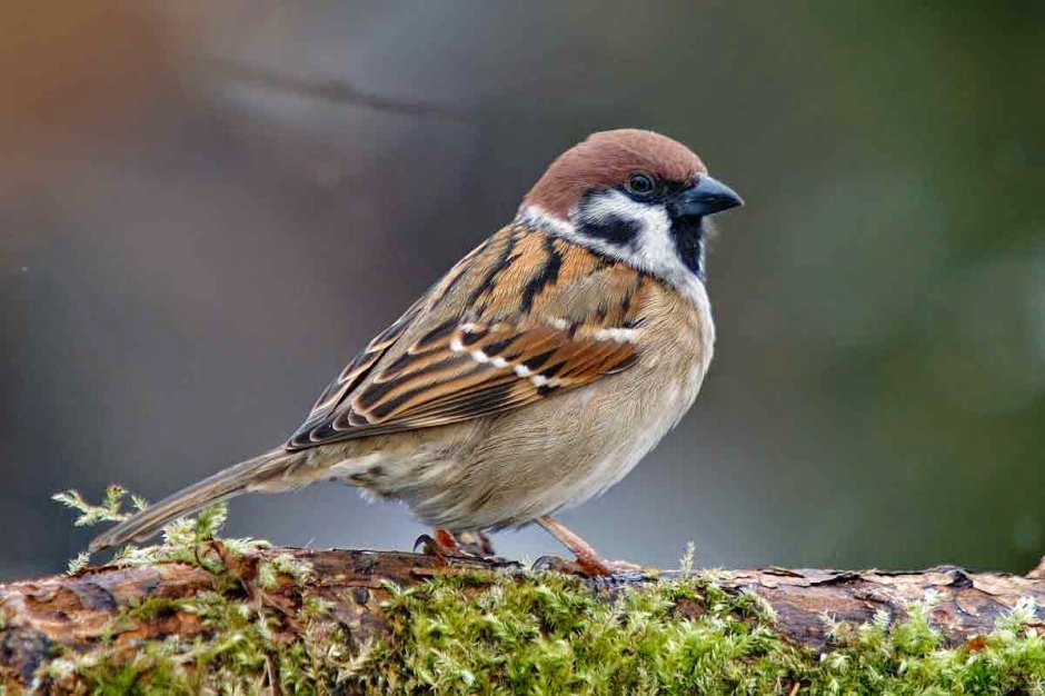 Птичка Воробей