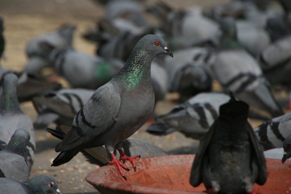 Лапы воробья