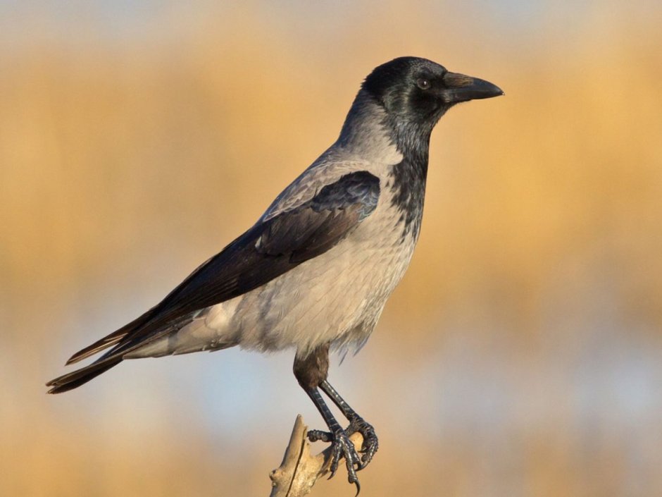 Синантропные птицы