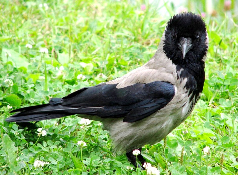 Красная книга России. Животные