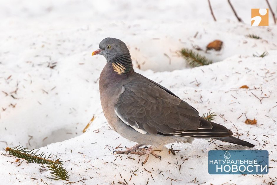 Голубь сизый в лесу