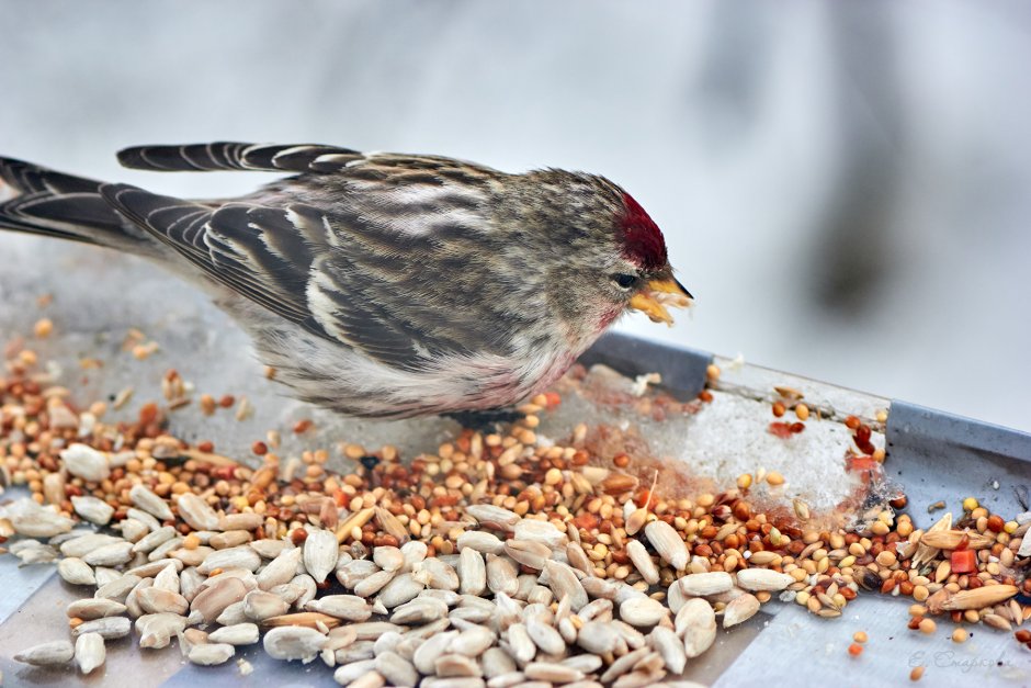 Водные птицы список