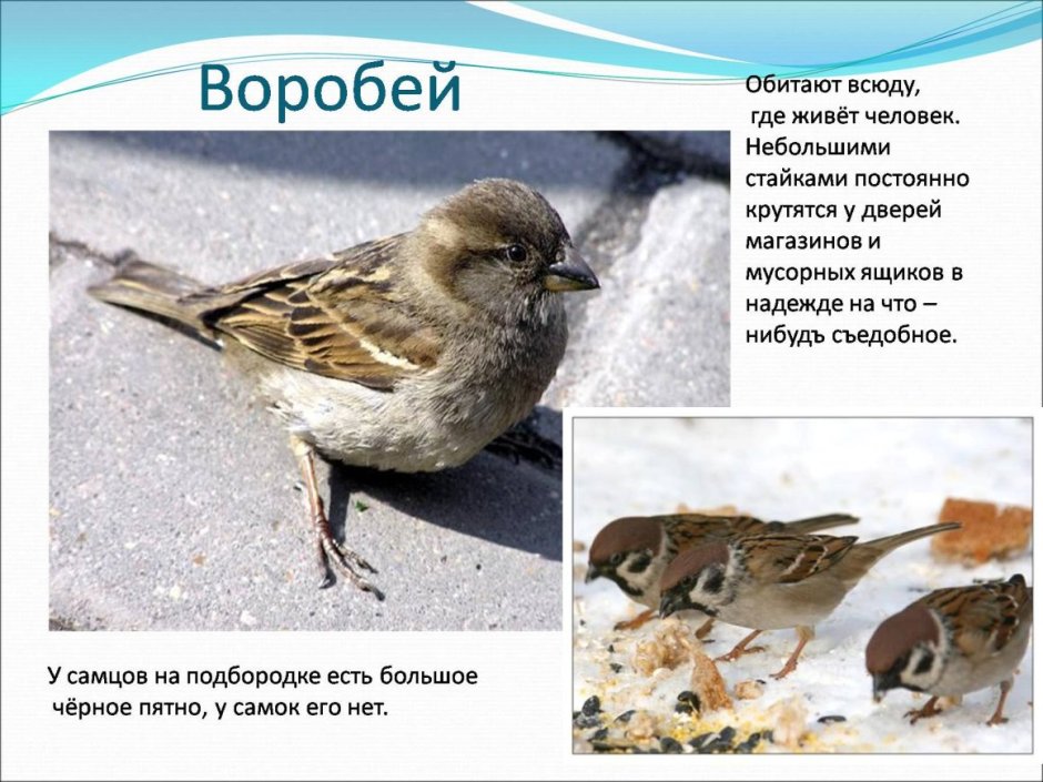 Воробей презентация