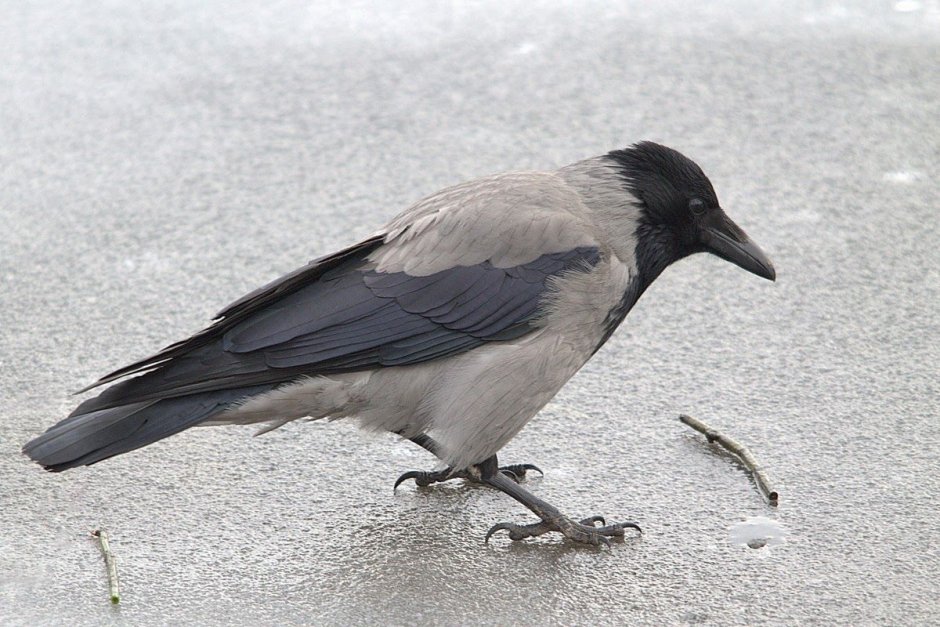 Ворона обыкновенная