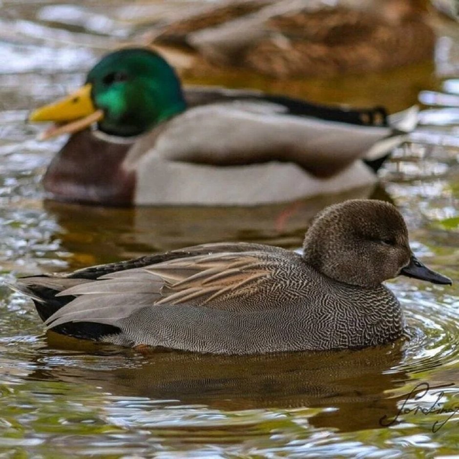 Ебушки воробушки