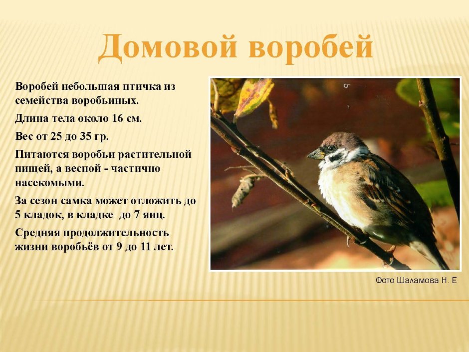 Домовый Воробей описание