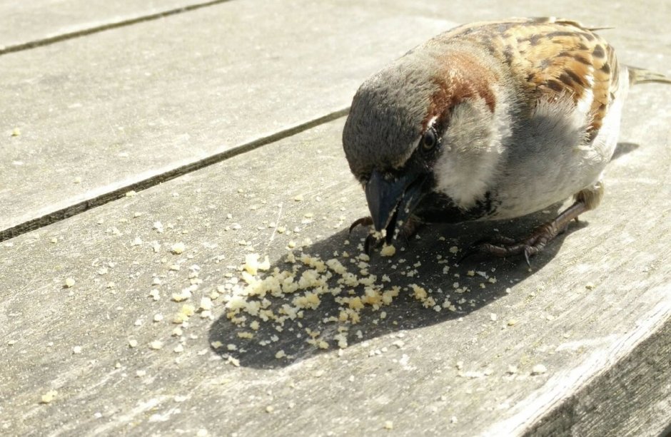 Толстая ворона