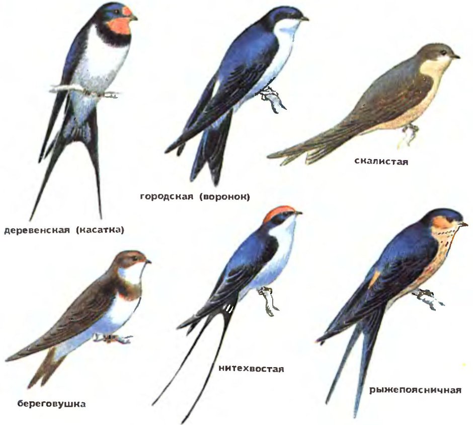 Серая ворона фото птицы