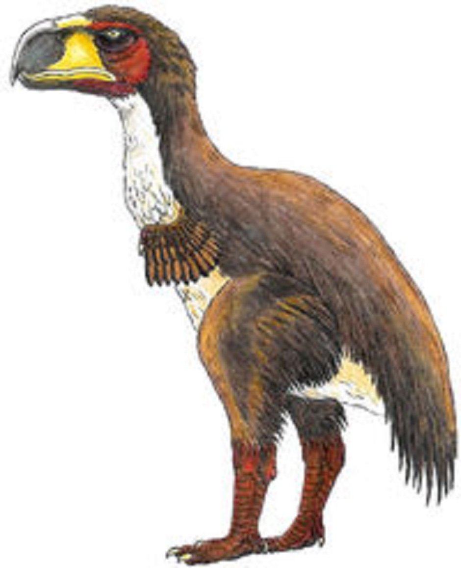 Brontornis burmeisteri