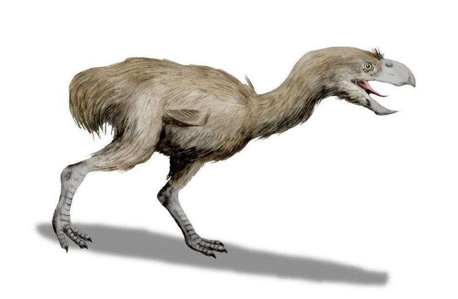 Paraphysornis Brasiliensis