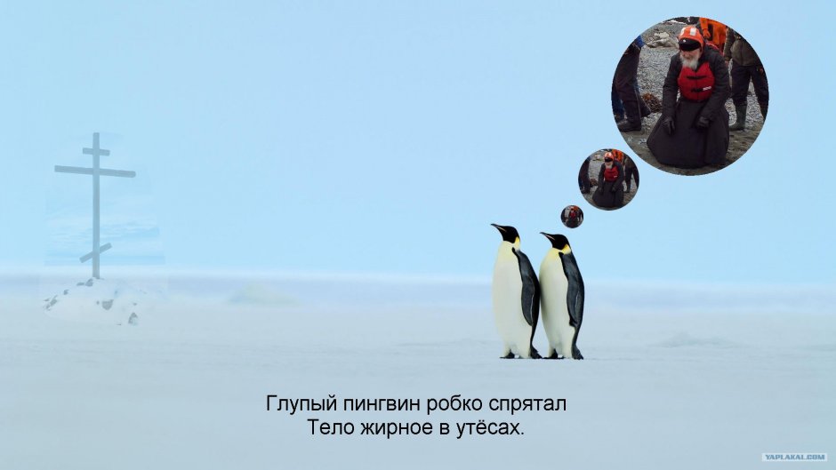 Пингвин террорист