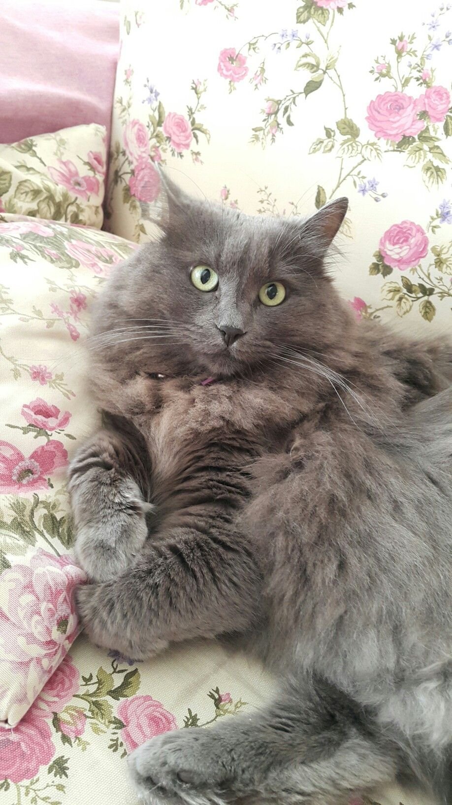 Мейн кун Сибирский черный