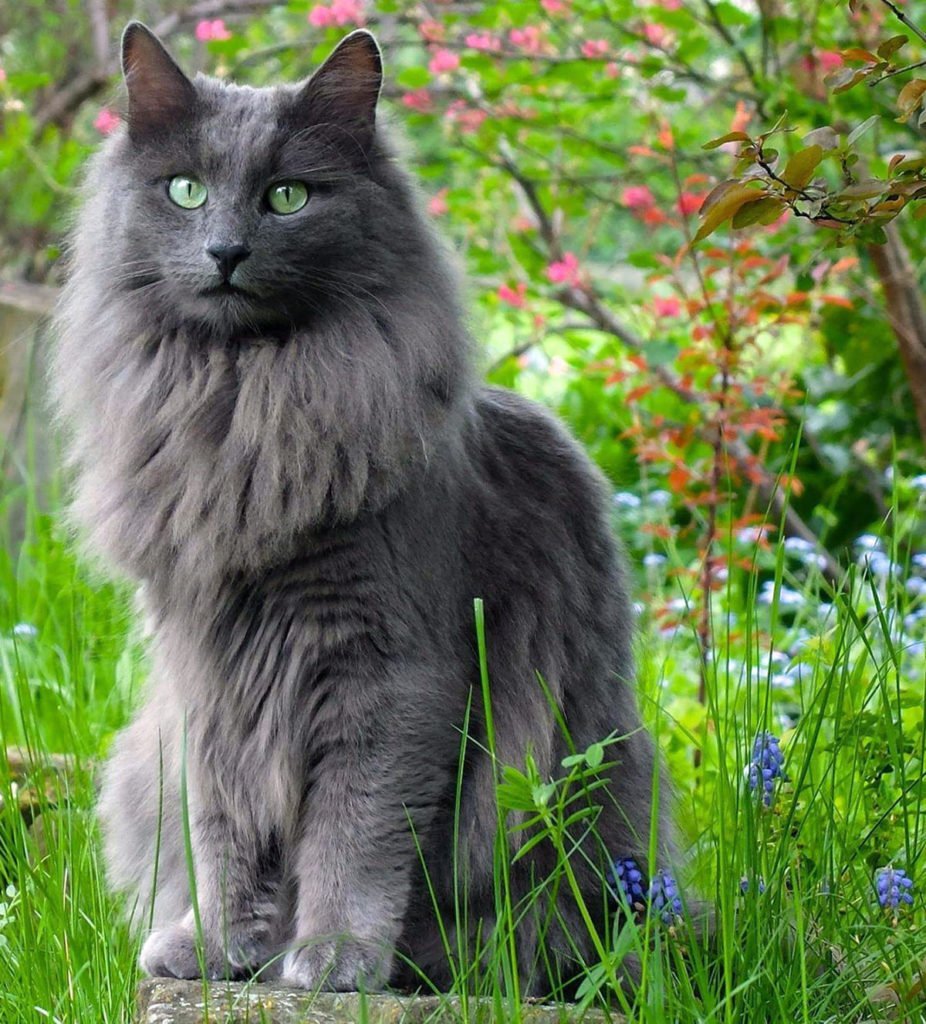 Кот Сибирский Нибелунг