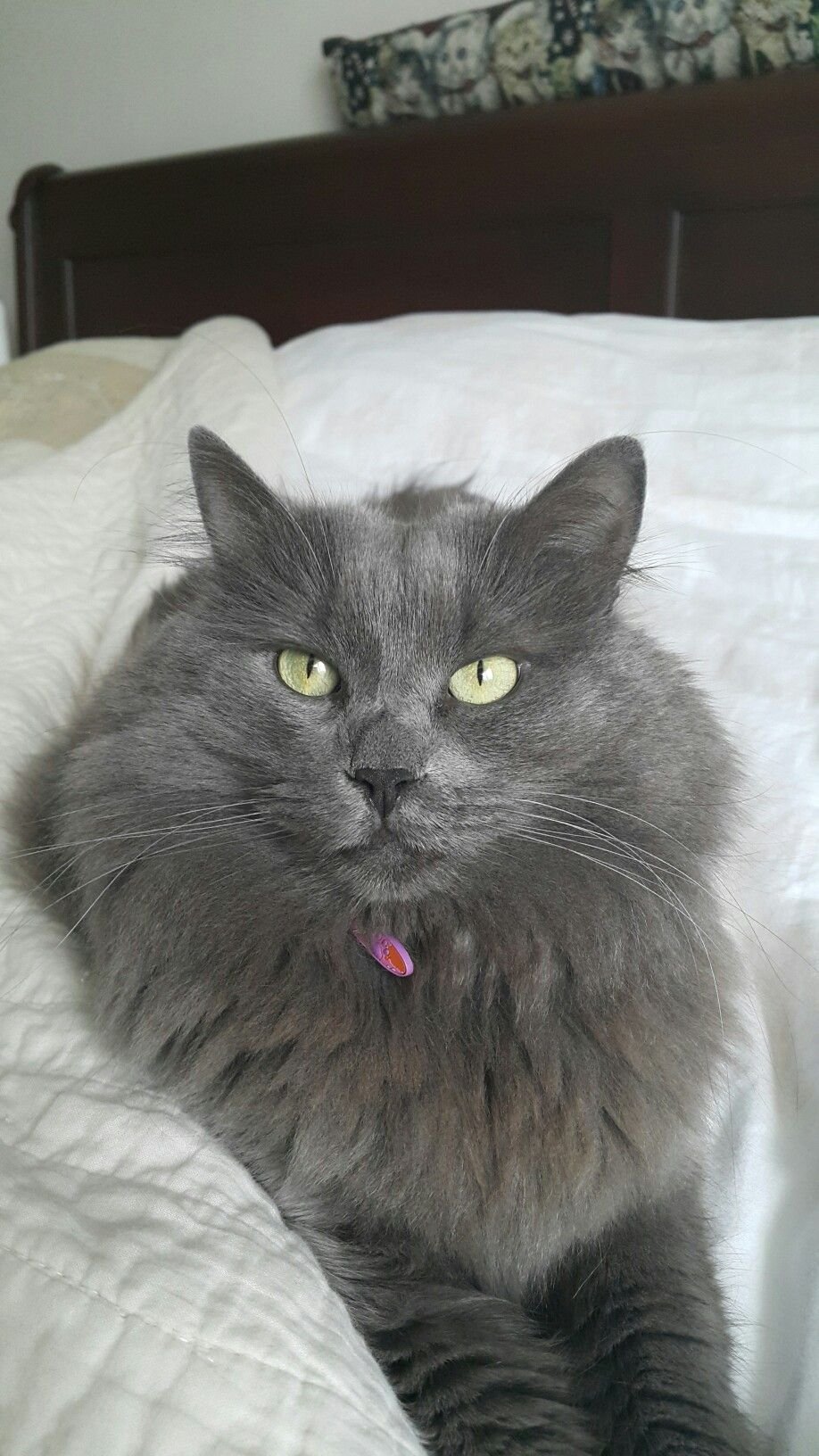 Сибирский Нибелунг