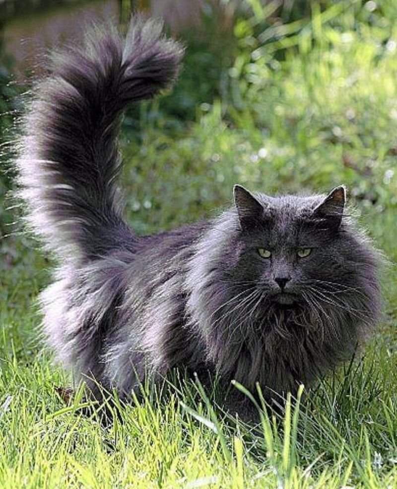 Кот породы Нибелунг