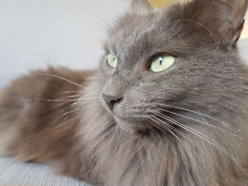 Сибирский Нибелунг метис