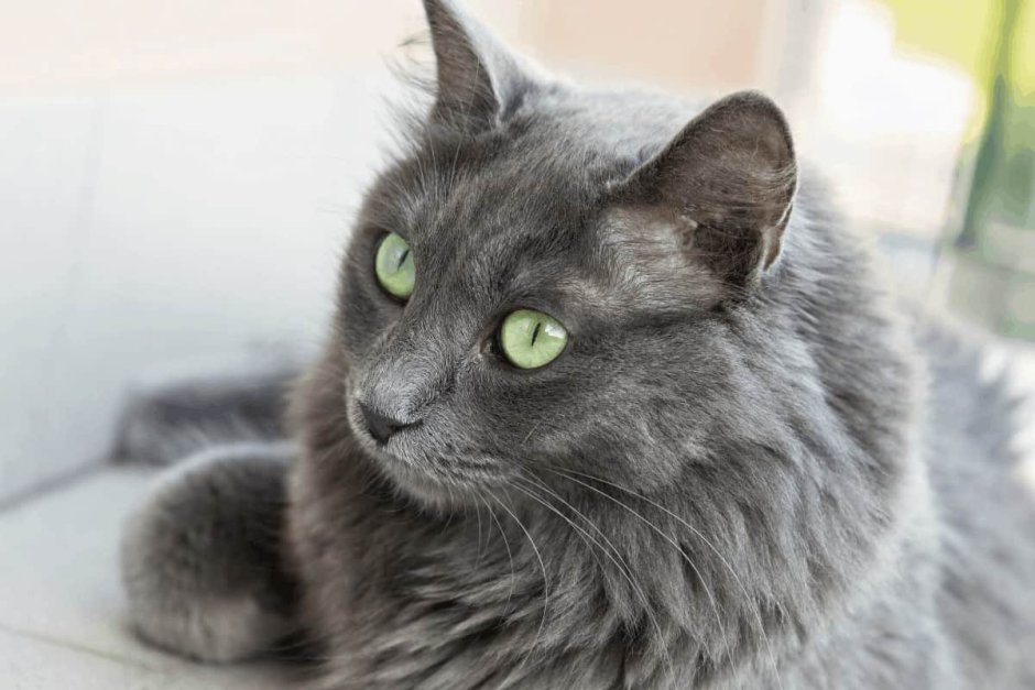 Нибелунг кошка метис