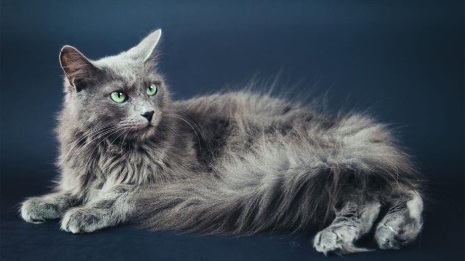 Кошка Нибелунг рыжая