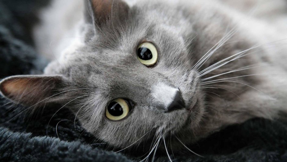 Кот породы Нибелунг