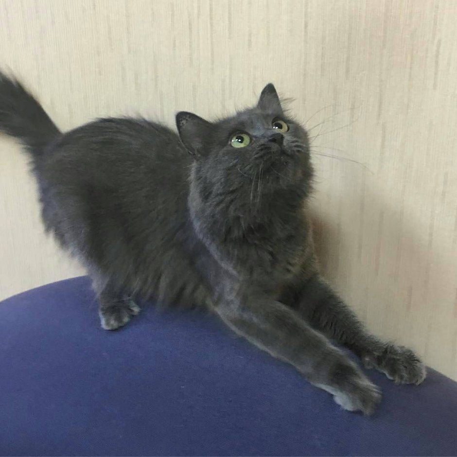 Сибирский Нибелунг длинношерстный